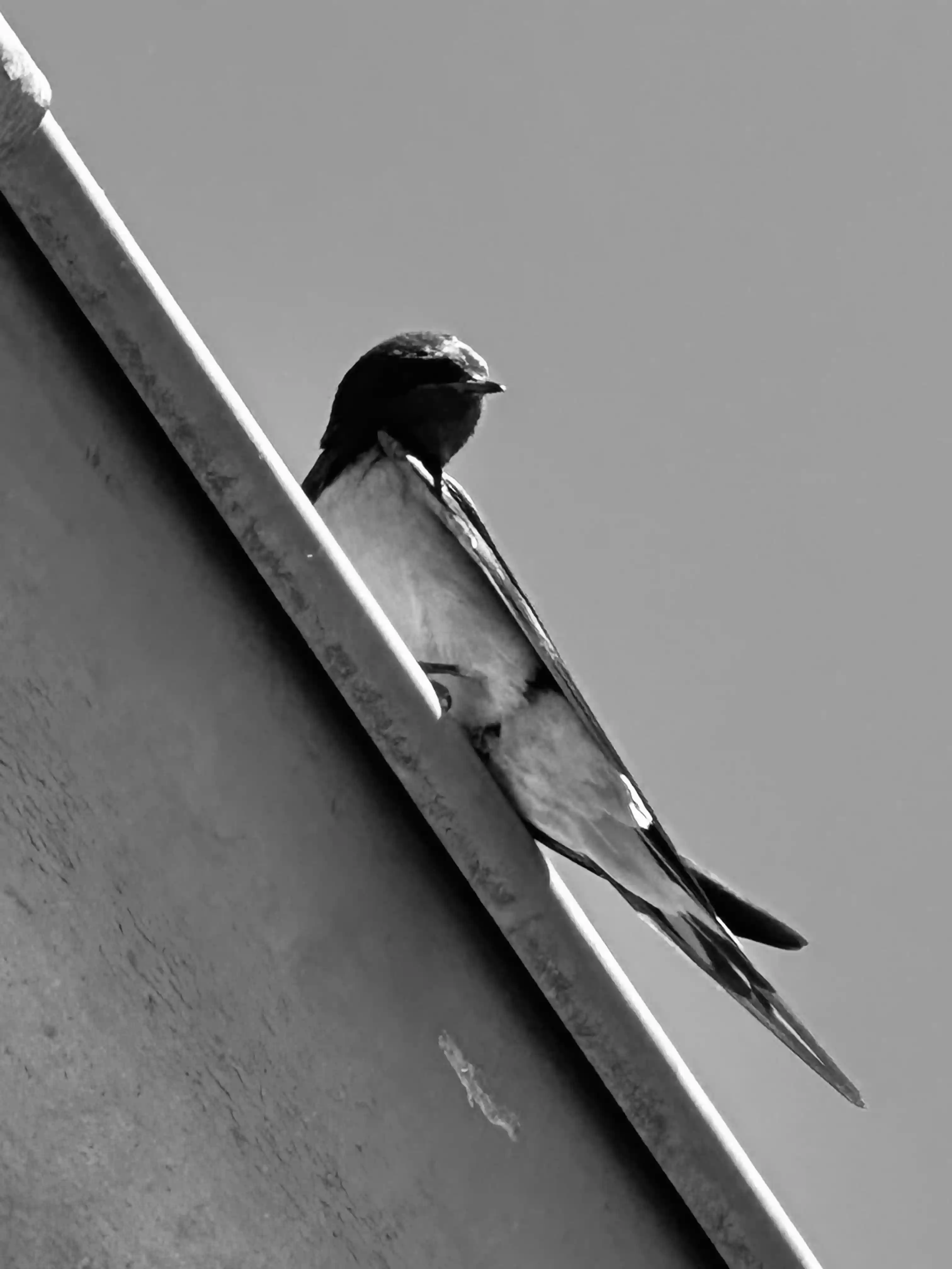 Sillage, photo 1