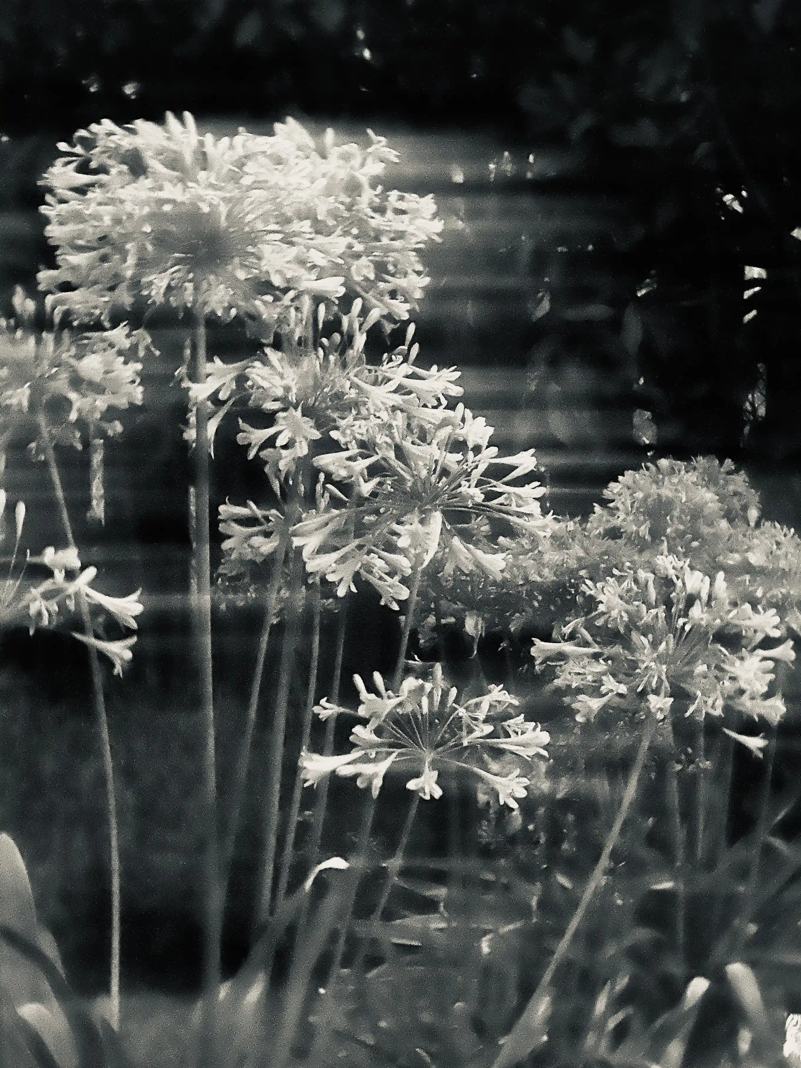 Sillage, photo 1